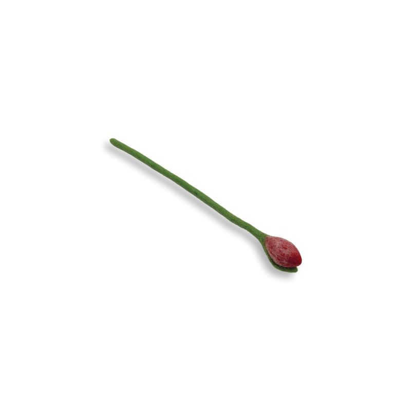 Rote Tulpe mit eleganter Form. Die Blume ist ein klassisches Frühlingssymbol für die Dekoration.