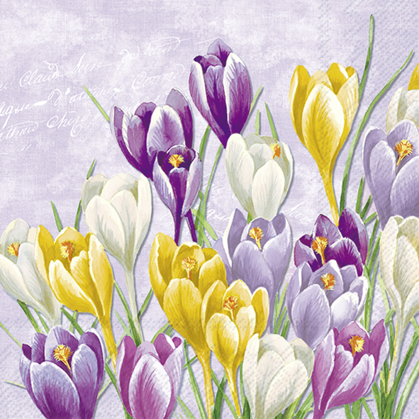 Das Bild zeigt bunte Krokusblumen in Gelb, Lila und Weiß auf einem fliederfarbenen Hintergrund. Im Hintergrund ist zudem dezente weiße Schrift zu sehen.