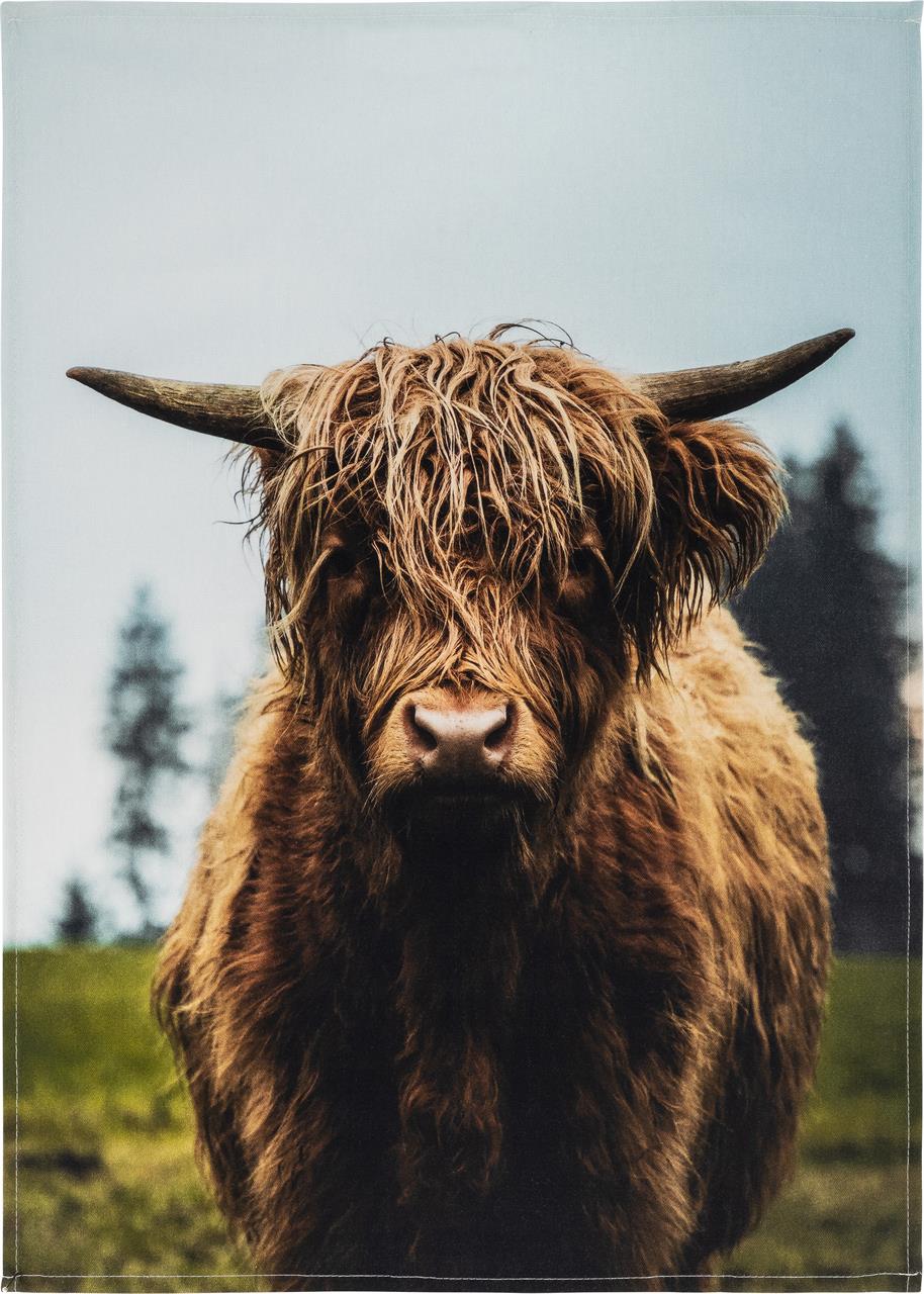 Auf dem Geschirrtuch ist ein Highland-Rind mit langem, zotteligem Fell abgebildet. Das Tuch besteht aus Baumwolle und misst 50 x 70 cm.