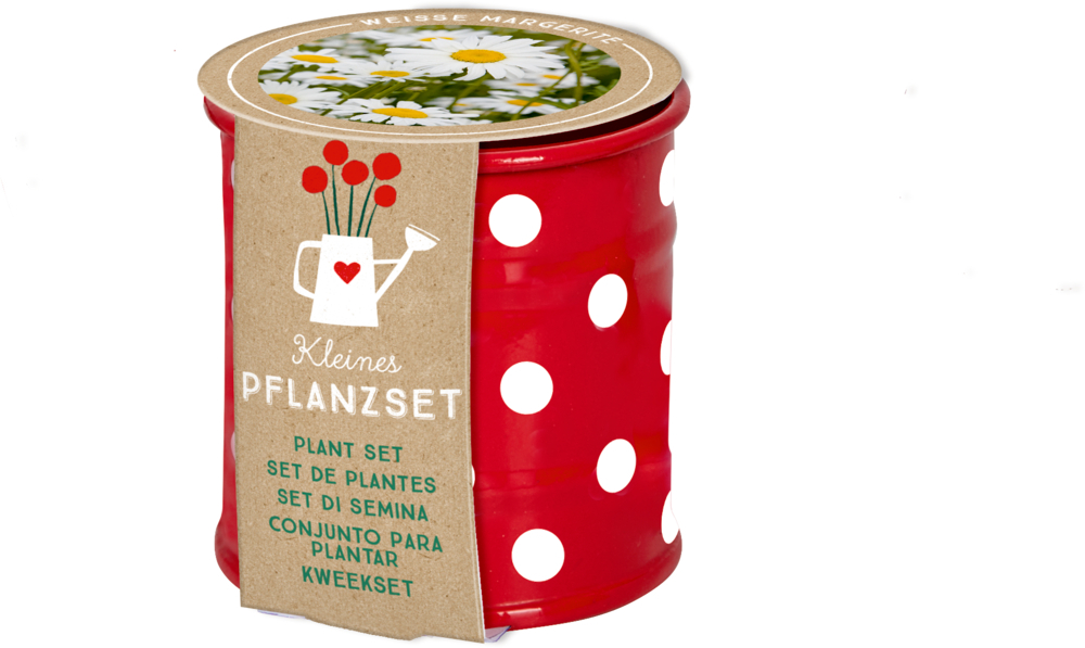 Das kleine Pflanzset enthält weiße Margeriten unter dem Motto 'Fröhliche Tupf'. Es ist ein schönes Geschenk für Blumenliebhaber.