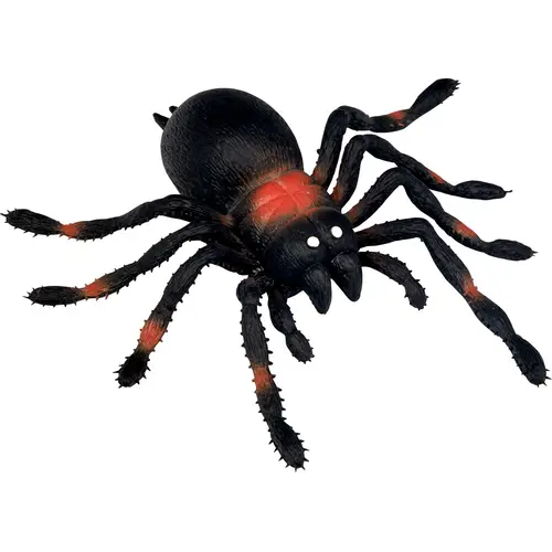 Wild Cool - Kellerspinne