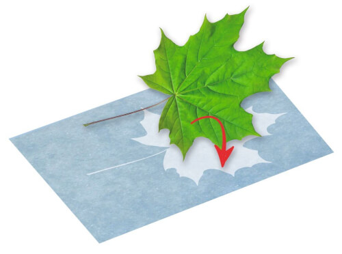 Ein grünes Ahornblatt liegt auf einem Stück Papier mit einem ausgeschnittenen Ahornblatt-Muster. Ein roter Pfeil zeigt darauf, dass das Blatt auf die ausgeschnittene Form gelegt wird.