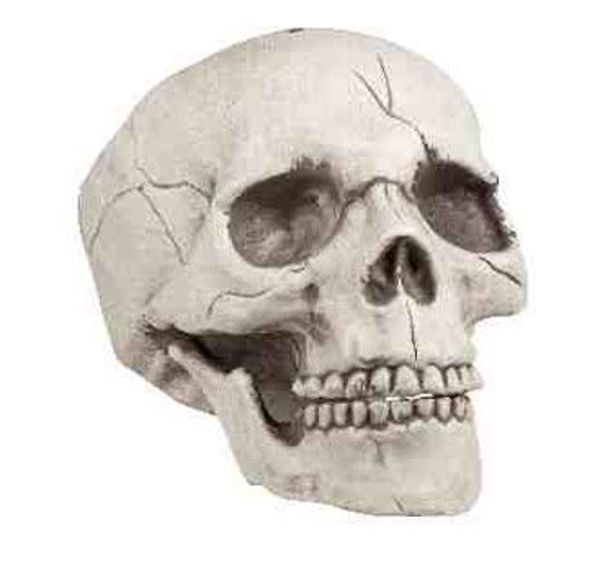 Abbildung eines Schädels mit beweglichem Kiefer. Das Produkt zeigt ein anatomisches Modell eines Schädels.