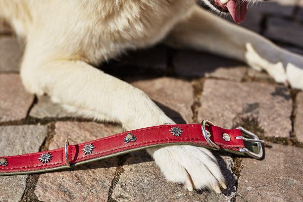Ein Hund liegt auf einem Steinboden und hat ein rotes Halsband mit silbernen Verzierungen über der Pfote. Das Halsband heißt "EDELWEISS - Halsband rot-grün M".