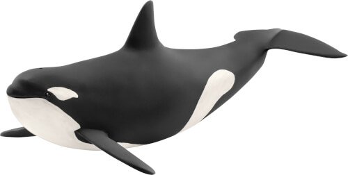 Auf dem Bild ist ein Schwertwal (Orca) zu sehen. Er hat eine schwarz-weiße Färbung und schwimmt nach rechts.